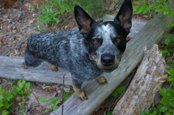 The 5 Love Languages of Australian Cattle Dogs