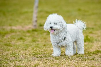 5 Dog Breeds for Couples Waiting to Have Children