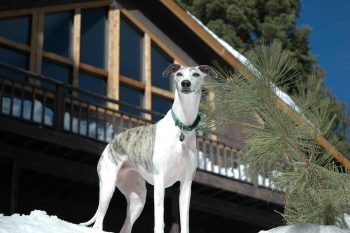 The 5 Love Languages of Whippets