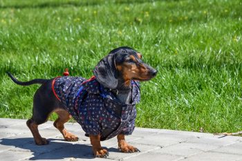 The 5 Love Languages of Dachshunds