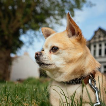 5 Perfect Dog Breeds for Minimalists