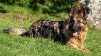 The 5 Love Languages of German Shepherds