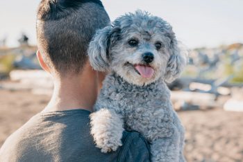 7 Funny Things Dogs Do When They Think We’re Not Watching