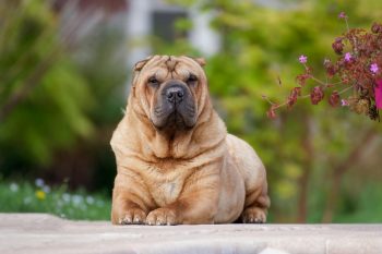 The 5 Love Languages of Shar Pei’s