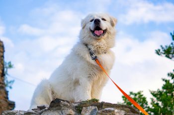 The 5 Love Languages of Great Pyrenees