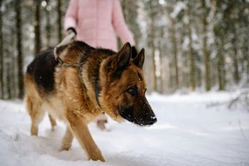 7 Best Dog Breeds to Protect Against Wildlife Encounters