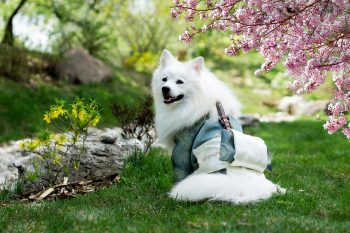 The 5 Love Languages of Samoyeds