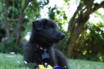 Ultimate Belgian Sheepdog Puppy Shopping List: Checklist of 23 Must-Have Items