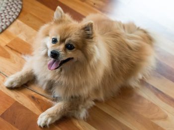 10 Small Dog Breeds That Thrive in Their Senior Years Without Major Health Issues