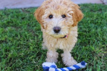 The 5 Love Languages of Labradoodles