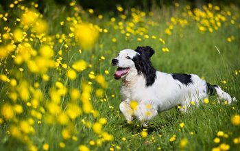 8 Dog Breeds That Are Surprisingly Energetic and Playful as Seniors