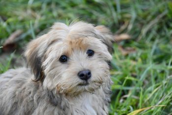 The 5 Love Languages of Havanese