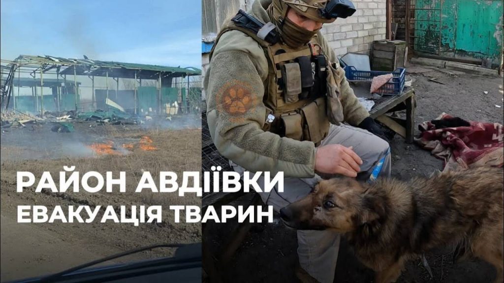 Rescued From the Rubble! Team in Ukraine Swoops In to Save 30 Animals After Bombing