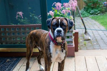 The 5 Love Languages of Boxers