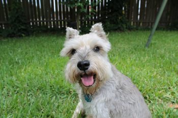 The 5 Love Languages of Schnauzers