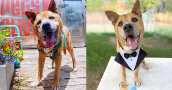 Old Dog Adopted By Senior Citizen After Living 700 Days In Shelter, ‘He has chosen me’