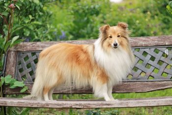 The 5 Love Languages of Shelties