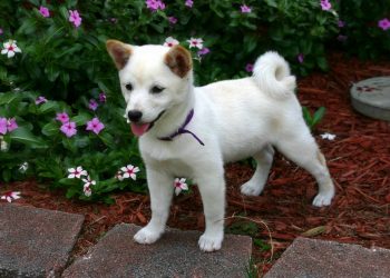 The History and Origin of the Shiba Inu: A Comprehensive Look