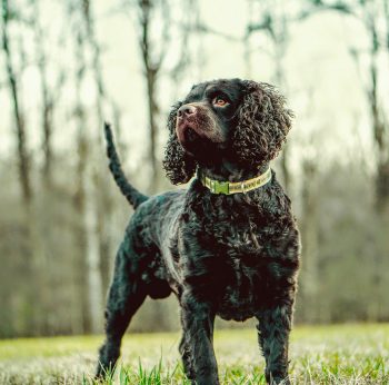 Ultimate American Water Spaniel Puppy Shopping List: Checklist of 23 Must-Have Items