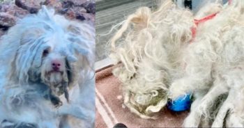 “He Was Eating Rocks & Dirt” – Stunning Transformation of Rescued Poodle-Mix Who Still Needs a Home