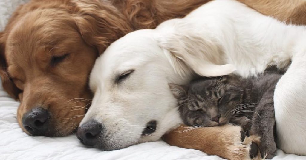 Puppy Eases Anxiety For His New Furry Siblings, And Now They’re Inseparable