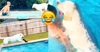 An Adorably Disobedient Dog in a Swimming Pool is Going Viral & Becoming a TikTok Sensation