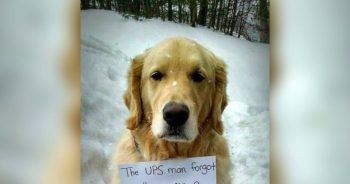 Dog Hides In UPS Truck And Rides All Over Town, Wearing Note With “Important Message” For All