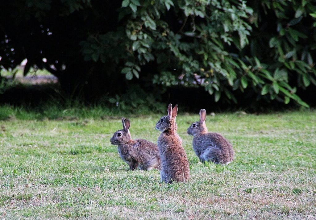 If You Find a Baby Bunny Outside, Here’s What to Do