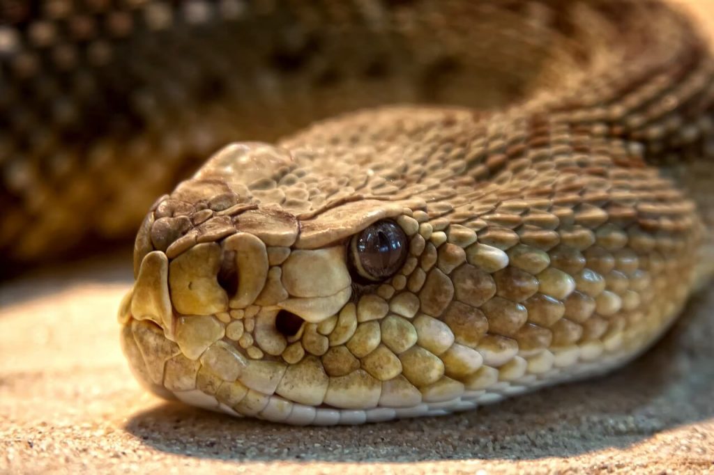 Countless Rattlesnakes Slaughtered in Cruel Events Across the Country—Speak Up to End Rattlesnake Roundups!