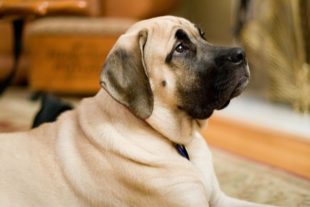 The 8 Largest & Heaviest Dog Breeds In The World