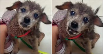 ‘Dumped’ 16-Year-Old Dog’s Distressing Cries Rocked Woman To Her Core