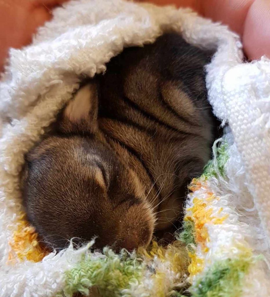 Baby Bunny Update