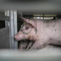 5 photos showing the cruelty of live animal transport