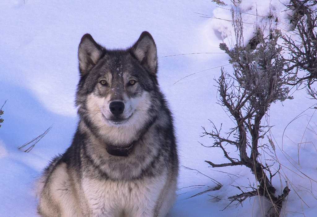 Groups sue over FWS failure to list wolves in ID, MT, WY