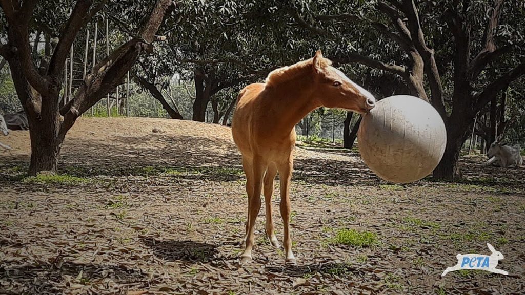 Video: Foal of Rescued Horse Turns Soccer Prodigy—See His Impressive Footwork!