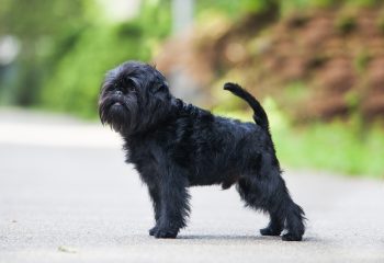 Male & Female Affenpinscher Weights & Heights by Age