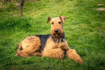 Cost of an Airedale Terrier Puppy by US Region [2024]