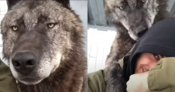 Man Lives With World’s ‘Biggest’ Wolf And Plays With Him Like A Puppy, But It’s Not A ‘Puppy At All’