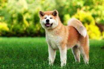 Top 10 Dog Breeds for Extreme Climates