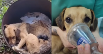 Rescuers Were ‘Heartbroken’ When They Saw A Mama Dog Crying Over Her ‘Deceased’ Babies