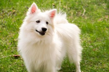 The 15 Most Loving Dog Breeds On The Planet