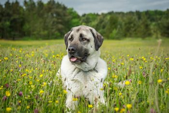 Cost of an Anatolian Shepherd Puppy by US Region [2024]