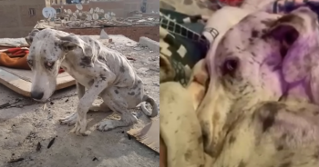 Great Dane Found Starving And Ate Rocks To Live Till Someone Comes To The Rescue