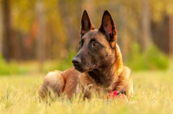 Male & Female Belgian Malinois Weights & Heights by Age