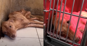 Abandoned Dog Finds Hope After New Homeowner ‘Discovers’ Him In Desperate Condition