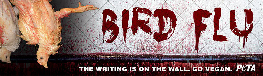 ‘The Writing Is on the Wall’: Bird Flu Outbreak in Texas Panhandle Prompts Warning From PETA