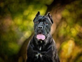 The 6 Most Unique Qualities of Cane Corsos