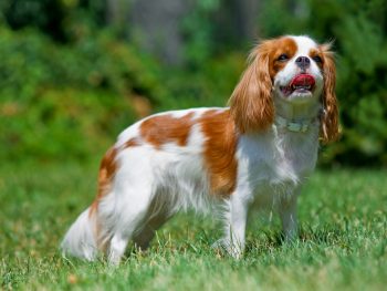 7 Dog Breeds That Barely Bark At All