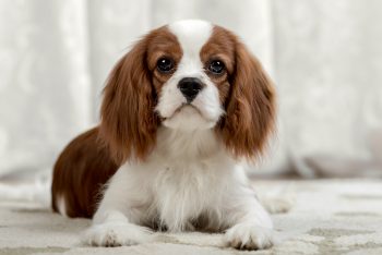 Ultimate Cavalier King Charles Spaniel Puppy Shopping List: Checklist of 23 Must-Have Items