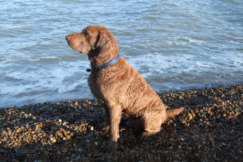 The 6 Most Unique Qualities of Chesapeake Bay Retrievers